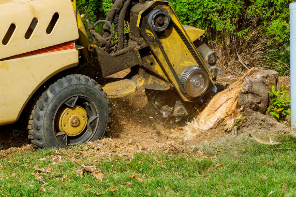 Best Commercial Tree Services  in Conestee, SC